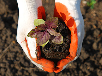 Plant Installation Waxahachie, TX