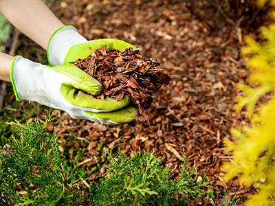 Mulching, Waxahachie, TX