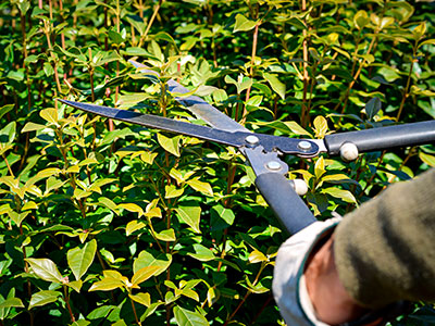 Pruning & Edging, Waxahachie, TX