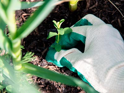 Weed Control, Waxahachie, TX